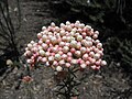 Ozothamnus diosmifolius