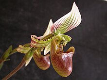 Paphiopedilum hennisianum flower, showing detail of the staminode (click to magnify) Paphiopedilum hennisianum.JPG