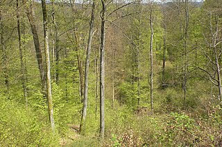 Waldlandschaft der Frankenweide