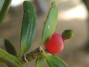 Podocarpus totara (Keine Frucht; nur rotes Podocarpium)