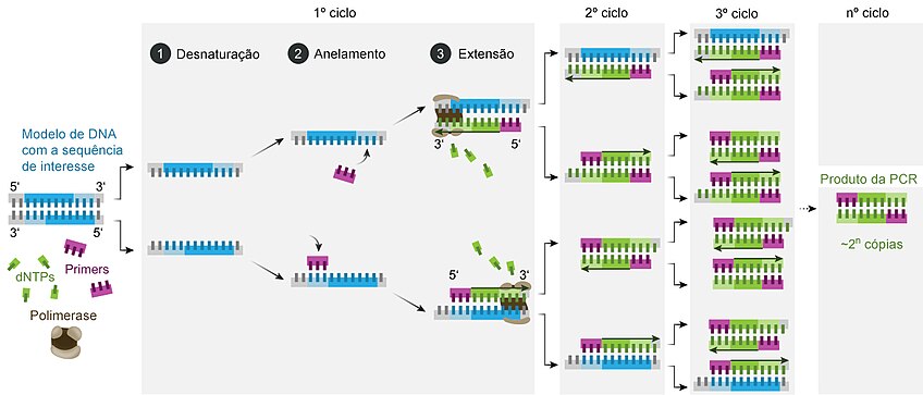 Polymerase chain reaction-pt