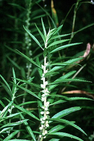 <i>Proserpinaca palustris</i> Species of flowering plant