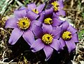 Pulsatilla vulgaris