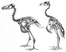 Dodo (Raphus cucullatus) ja rodriguese drondi (Pezophaps solitaria) luustikud võrdluses