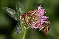 Moth feeding on T. pratense