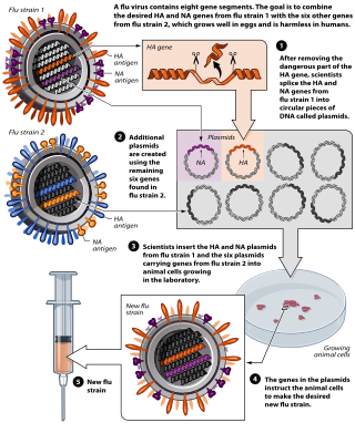 <span class="mw-page-title-main">Reverse genetics</span> Method in molecular genetics