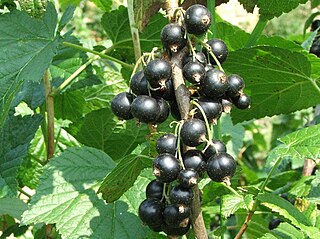 <span class="mw-page-title-main">Blackcurrant</span> Species of flowering plant in the gooseberry family Grossulariaceae