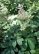 Rodgersia aesculifolia décrit en 1893 par Bataline