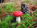 Piktoji ūmėdė (Russula emetica)