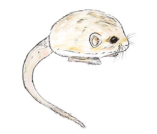 <span class="mw-page-title-main">Thick-tailed pygmy jerboa</span> Species of rodent