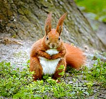 Underparts are generally white-cream-coloured Squirrel (17026400639).jpg