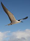 A Sooty Tern flying in colony on Tern Island