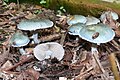 Stropharia caerulea