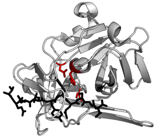 <span class="mw-page-title-main">Protease</span> Enzyme that cleaves other proteins into smaller peptides