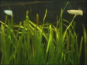 Vallisneria spiralis