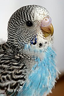 Pin feather Developing bird feather that has bloodflow