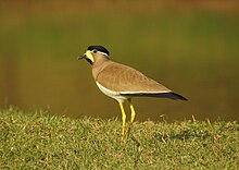 Yellow-wattled Lapwing1 (Vanellus malabaricus).jpg