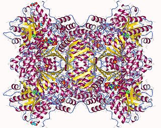 <span class="mw-page-title-main">Proline dehydrogenase</span>