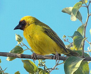 <span class="mw-page-title-main">Rüppell's weaver</span> Species of bird