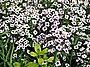 Schildzaad (Alyssum)