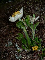 Anemone occidentalis