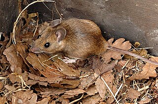 <span class="mw-page-title-main">Yellow-necked mouse</span> Species of mammal