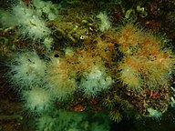 Astrangia poculata coral from Ft Wetherill, Rhode Island demonstrating facultative symbiosis.jpg