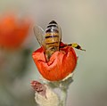 Naħla Ewropea tal-għasel ġo fjura Sphaeralcea, Mesa, Az, SUA