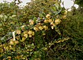 Berberis thunbergii shrub.