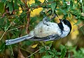 Image 54Black-capped chickadee eating seeds in Central Park