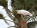 Gambia