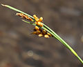 Closeup of Carex aurea spikelet