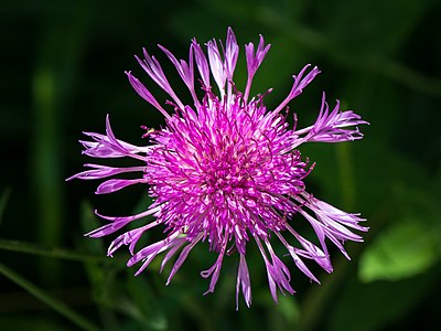 Centaurea jacea (nominated)