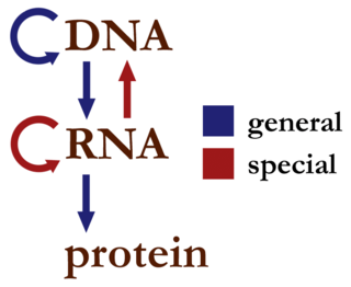 Central dogma of molecular biology Explanation of the flow of genetic information within a biological system