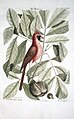 Coccothraustes rubra (вероятно Cardinalis cardinalis) и Nux Juglans alba Virginiensis, 1754