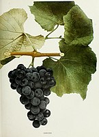 Photographic plate of Concord grape from the book The Grapes of New York, 1908 by Ulysses Prentiss Hedrick