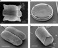 各種矽藻的表面。掃描電子顯微鏡拍攝。 （A：左上）Biddulphia reticulata （B：左下）Diploneis sp. （C：右上）Eupodiscus radiatus （D：右下）Melosira varians