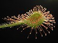 Drosera rotundifolia