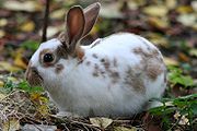 domestic rabbit