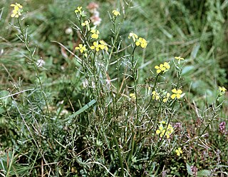 <i>Erysimum crepidifolium</i> Species of plant