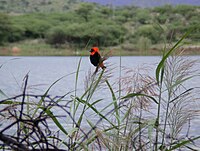 Red bishop, locally very common Euplectes-orix-1.jpg