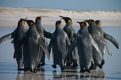 Grup de pinguini regali