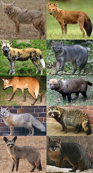 <span class="mw-page-title-main">Canidae</span> Family of mammals