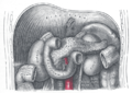 Duodenum lan pankréas.