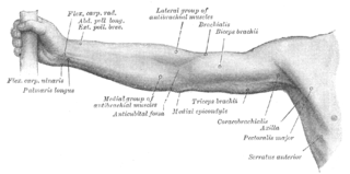 <span class="mw-page-title-main">Upper limb</span> Consists of the arm, forearm, and hand