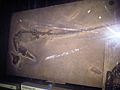 Rhamphorhynchus fossil which was assumed to be a plaster cast, but turned out to be a real fossil