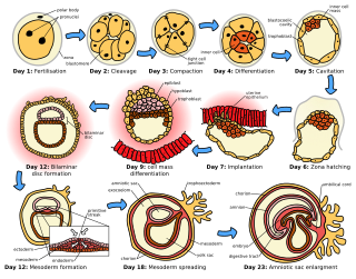 <span class="mw-page-title-main">Ontogeny</span> Origination and development of an organism