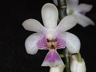 <i>Phalaenopsis deliciosa</i> Species of orchid