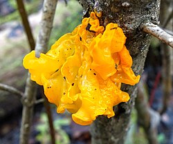 Kollane kõhrik (Tremella mesenterica)