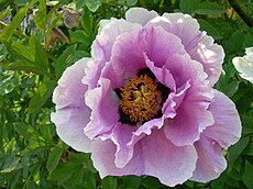 Krūminis bijūnas (Paeonia lactiflora)